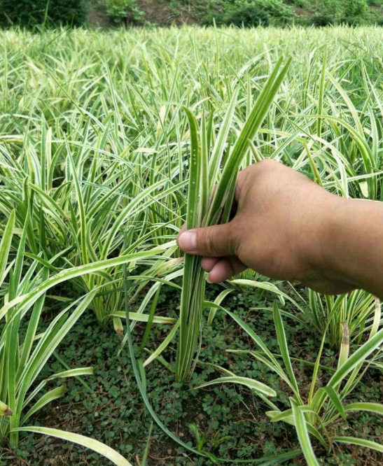 金边麦冬草