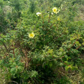 沭陽(yáng)黃刺玫、江蘇黃刺玫 黃刺玫的種植方法