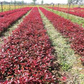 沭陽(yáng)紅葉女貞、綠葉女貞等綠化苗木