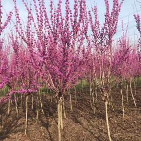 沭阳优质紫荆价格优惠质量好