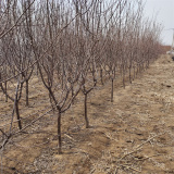 金太陽(yáng)杏樹(shù)苗產(chǎn)量怎么樣，杏樹(shù)苗一畝地種植多少棵