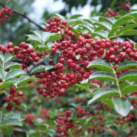 大紅袍無刺花椒樹苗1-2-3公分花椒苗