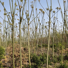 青桐批發(fā)  青桐種植技術(shù)