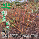 沭陽紅瑞木60-200公分_圖片_產(chǎn)地批發(fā)價直銷-