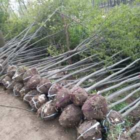 沭陽樸樹基地、樸樹苗種植