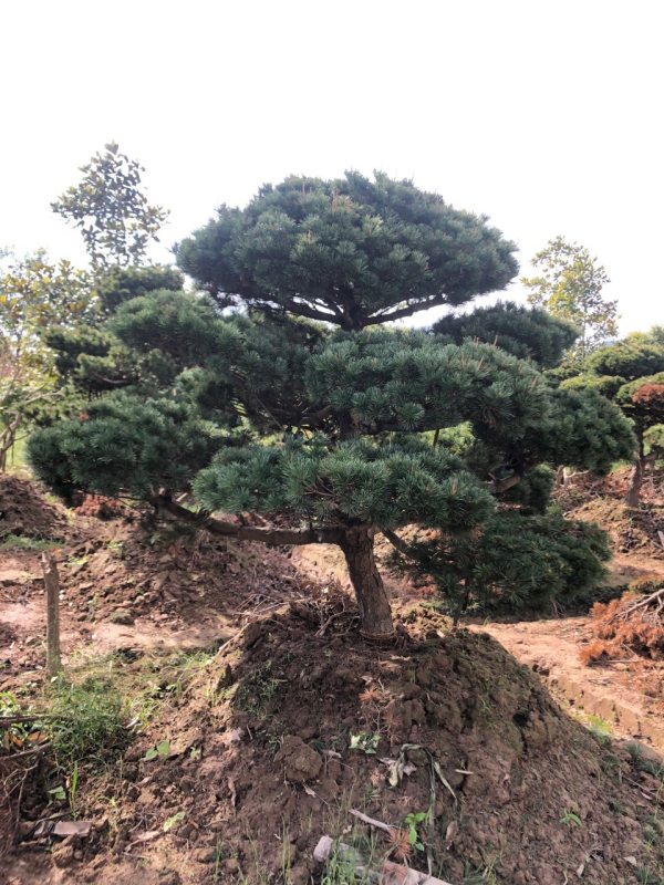 造型五针松