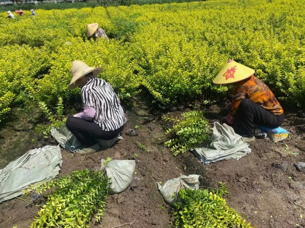 金葉女貞