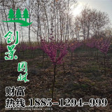 紫荊樹2022紫荊樹價格表_低價_基地_樹苗