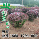 紅葉小檗球 基地冠幅50-300公分優(yōu)質(zhì)紅葉小檗球