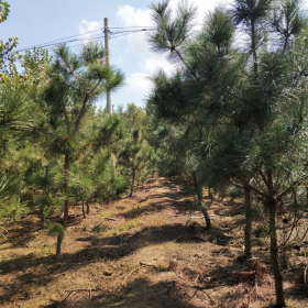 黑松   造型黑松基地   批發(fā)造型黑松