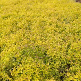 金山繡線菊、金焰繡線菊、紅花繡線菊