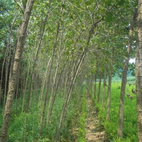 意楊基地