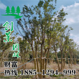 沭陽(yáng)基地出售高度1-1.5米精品叢生大葉女貞