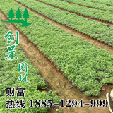 千屈菜價(jià)格-低價(jià)批發(fā)-基地直銷千屈菜杯苗