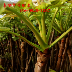 香椿苗價(jià)格出售1公分 2公分紅油香椿苗華榮苗木基地