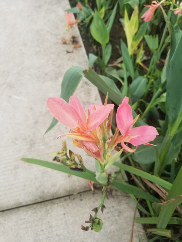 水生植物美人蕉