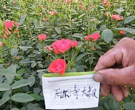 濰坊盆栽月季種植基地