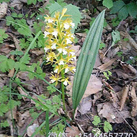 山芋头 东北山芋头 冰球子 独叶白芨 山慈菇 长白山药材