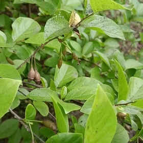 秤錘樹  秤砣樹 1-10公分