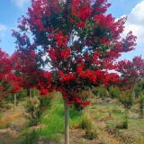 紅花紫薇紅火箭紫薇天鵝絨紫薇 美國紫薇 叢生紫薇 紫薇花瓶