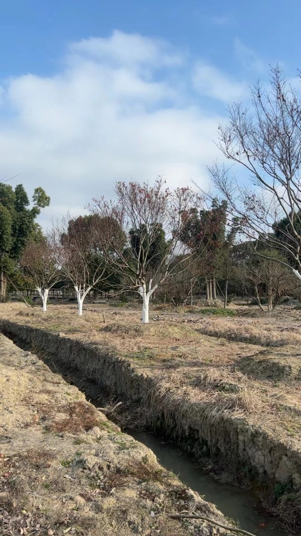 紅楓 日本紅楓