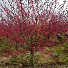 碧桃基地直销红叶碧桃绿叶碧桃红花碧桃菊花碧桃