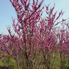 紫荆基地低价出售独杆紫荆 丛生紫荆