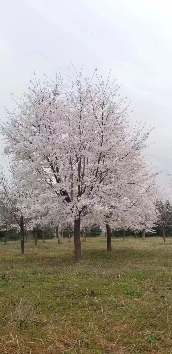 晚樱早樱染井吉野