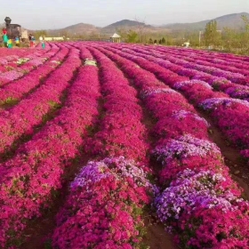 草花基地低价出售芝樱  丛生福禄小杯 大杯 营养杯营养袋