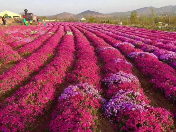 芝櫻  叢生福祿