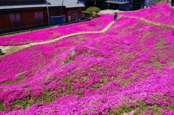 芝櫻  叢生福祿