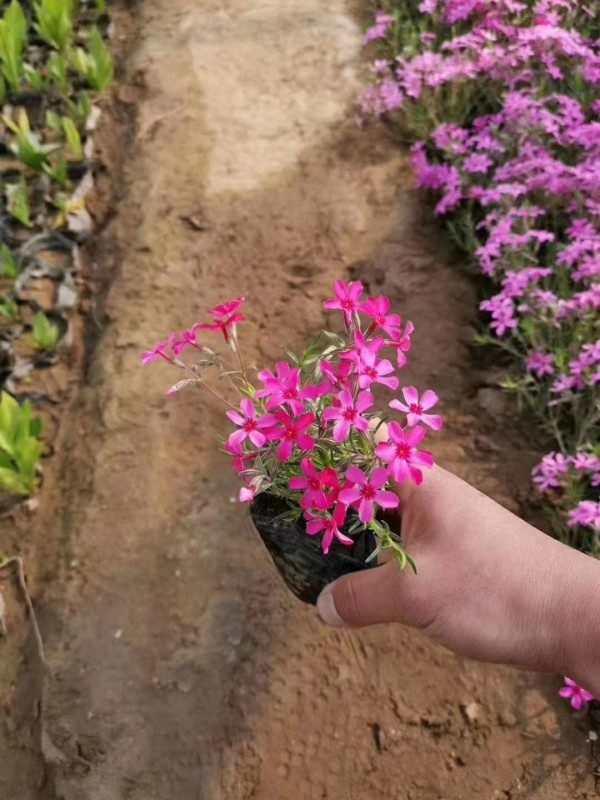 芝櫻  叢生福祿