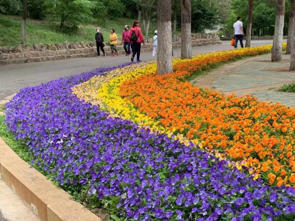 草花  時(shí)花