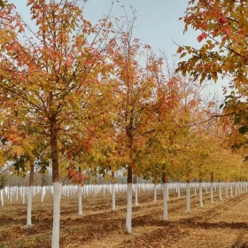 鳳凰梣葉槭  粉色復(fù)葉槭 紅色復(fù)葉槭