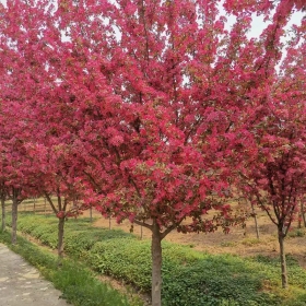 當(dāng)娜海棠紅麗海棠道格海棠紅玉海棠喜洋洋海棠羅賓遜海棠