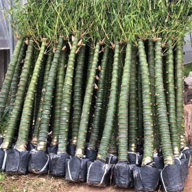 佛肚竹 绿植盆栽景区园林绿化行道风景观赏竹小区庭院绿化种植