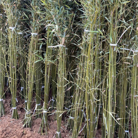 綠植盆景盆栽 小區(qū)庭院公園綠化 園林景區(qū)觀賞竹