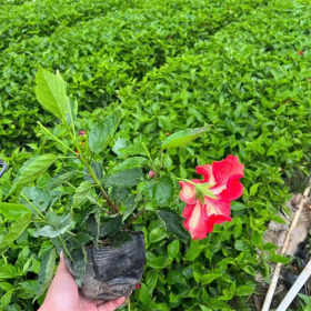 基地长期批发大花扶桑 红花朱瑾袋苗 小区道路绿化配景植物