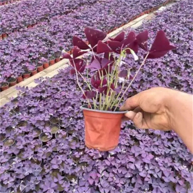 紫叶大花芙蓉酢浆草 观叶观花地被植物小区庭院公园观赏苗