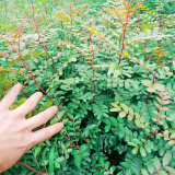 清香木 細葉楷木杯苗陽臺盆栽綠化小區(qū)庭院公園觀賞造景