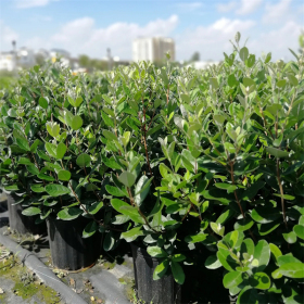 基地批发菲油果小苗 园林庭院造景植物 可食用观赏苗木