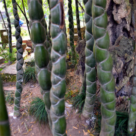 龜甲竹庭院景區(qū)公園觀賞性種植 小區(qū)園林路邊點(diǎn)綴綠化工程