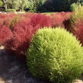 紅葉地膚 盆栽地栽綠化植物 景區(qū)園林觀賞造景綠化觀賞種植