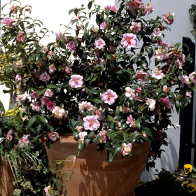 批發(fā)茶花小苗 花壇花鏡花海配植 庭院小區(qū)園林綠化工程苗木