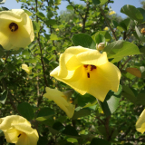 基地批发海滨木槿小苗 庭院花坛种植观赏园林绿化工程苗