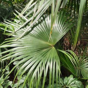 蒲葵 園林行道風景綠化種植小區(qū)庭院公園綠化觀賞工程苗