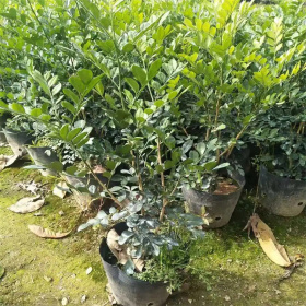 七里香小苗 花坛花镜观赏性花卉 庭院景区园林绿化造景苗木