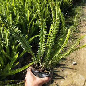 批发 排骨草 四季常绿 小区庭院观赏植物 花园花镜租摆小苗