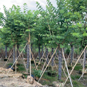 基地批发红花羊蹄甲 景区园林观赏庭荫行道风景绿化观赏种植