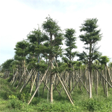 基地批發(fā) 細葉欖仁 市政道路公園小區(qū)綠化行道樹 庭院遮陰